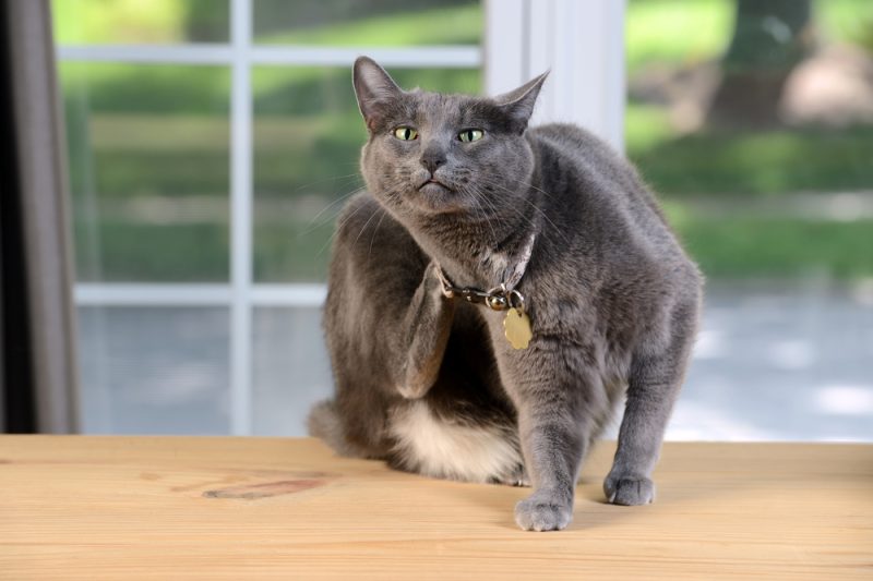 grey cat scratching itself indoors