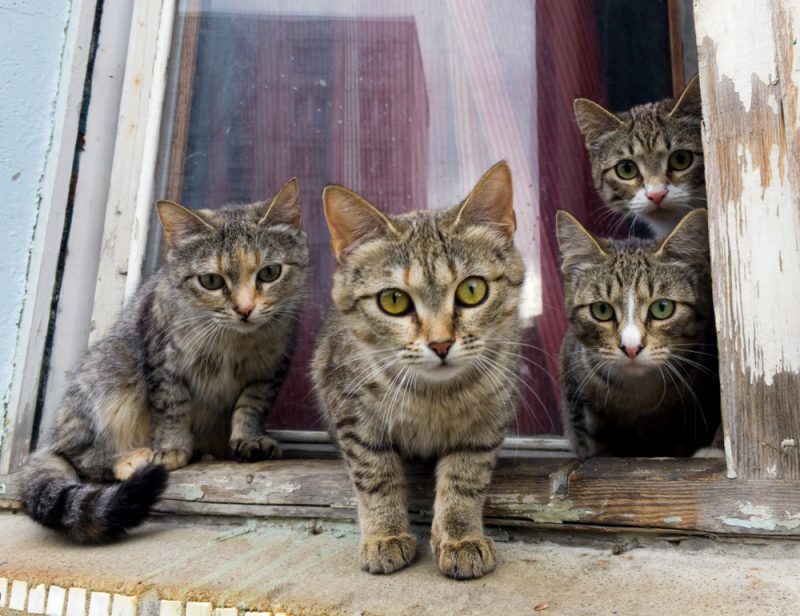 group-of-cats-sitting-on-the-window
