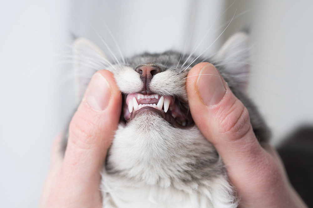 hand showing the teeth of blue tabby maine coon cat