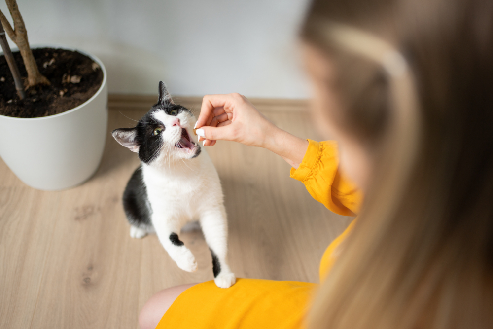 high angle view of hungry black and white cat getting fed with treats by young female pet owner