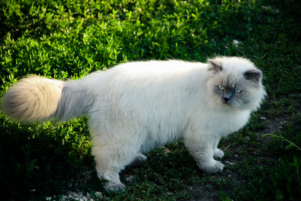 himalayan-cat-in-the-garden