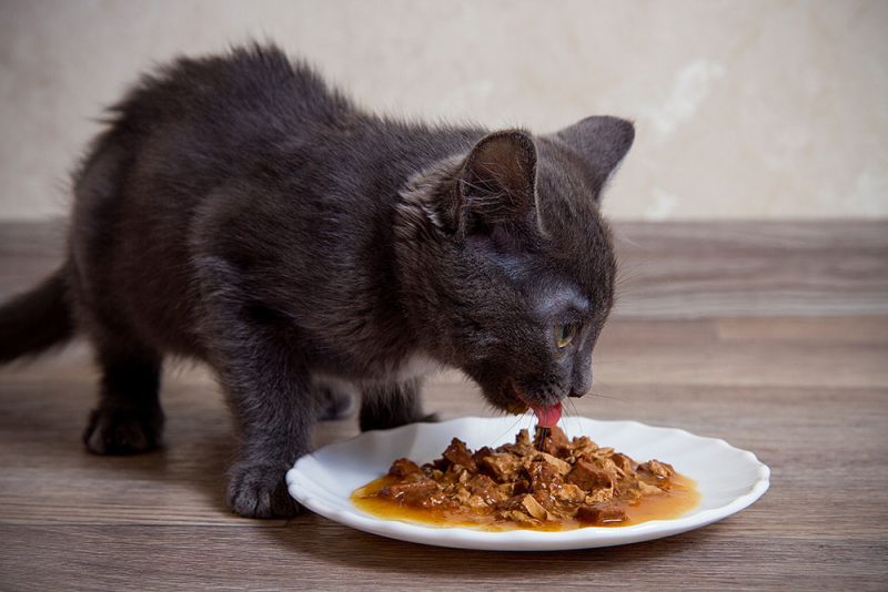 kitten eating gravy food
