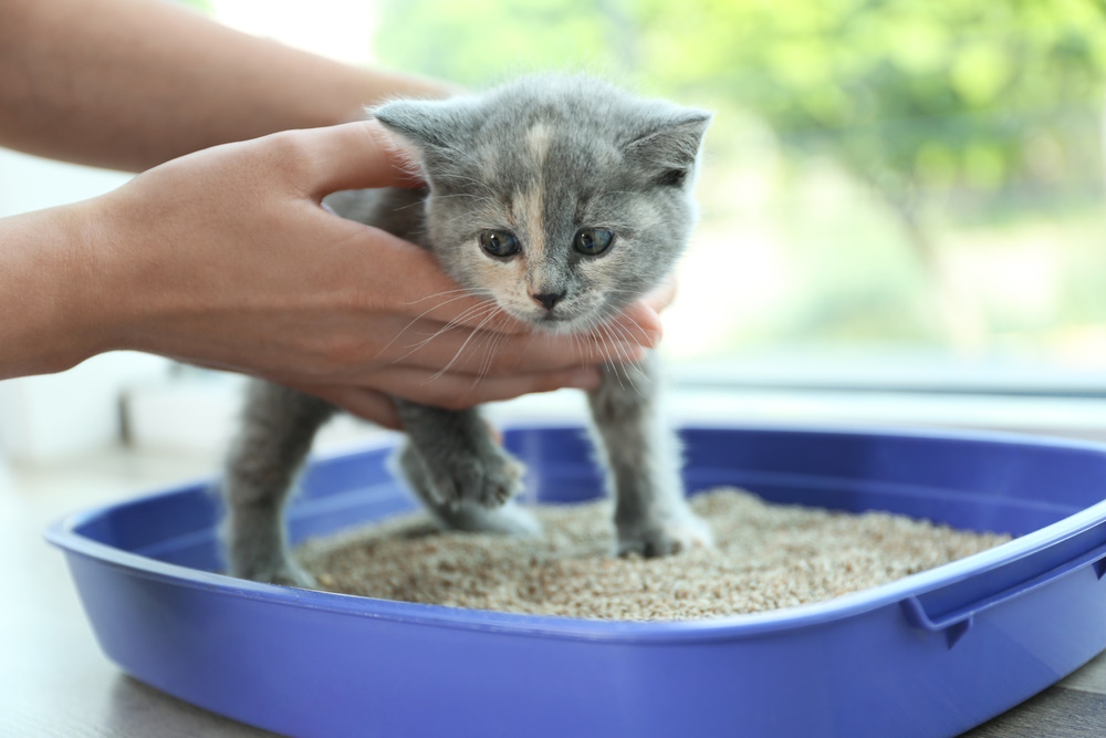 kitten-litter-box-training