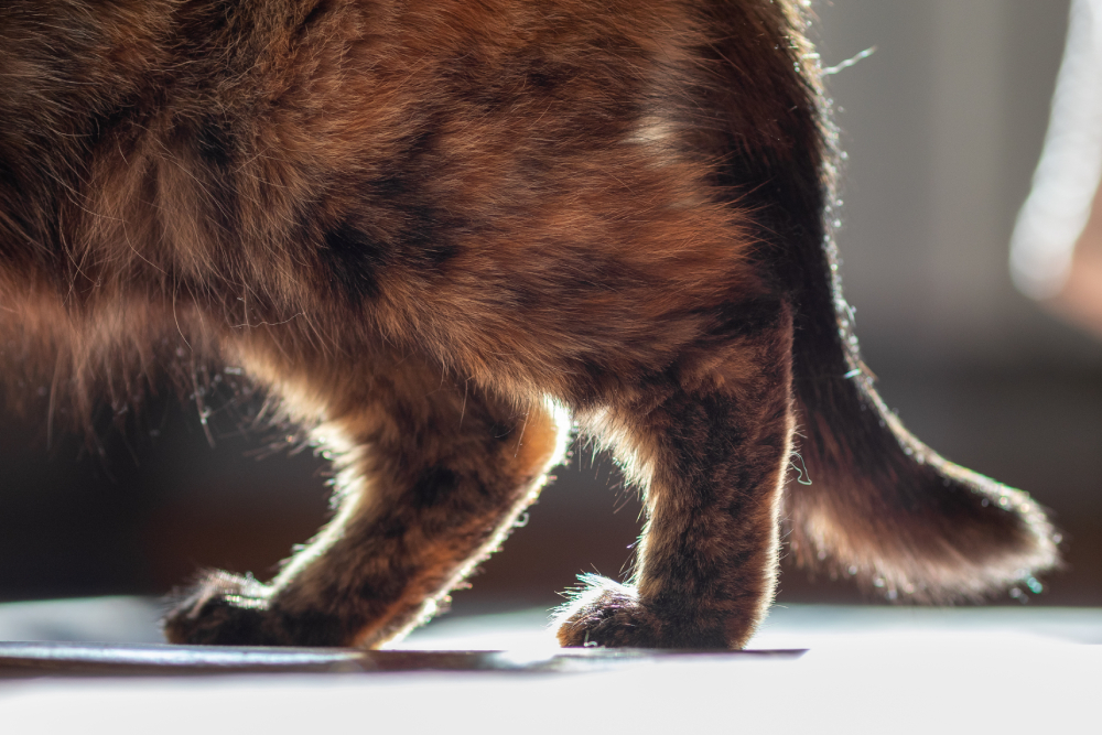 legs of a domestic cat walking around the room or Painful joints of an old cat