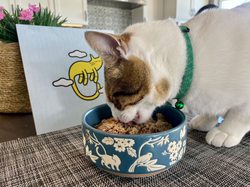 makoa eating Smalls Cat Food from the bowl