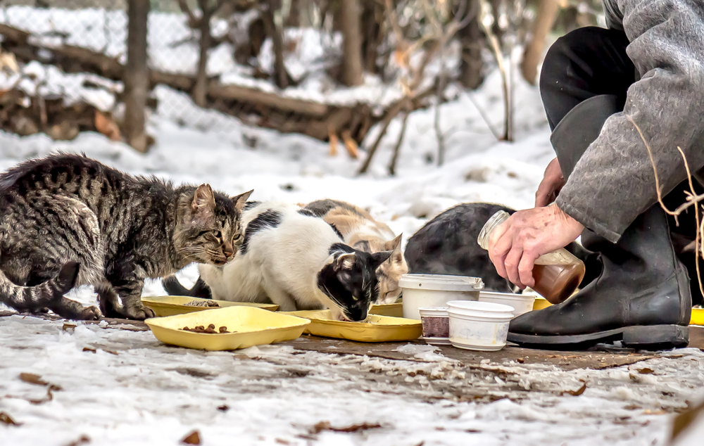 man-feeding-stray-cats