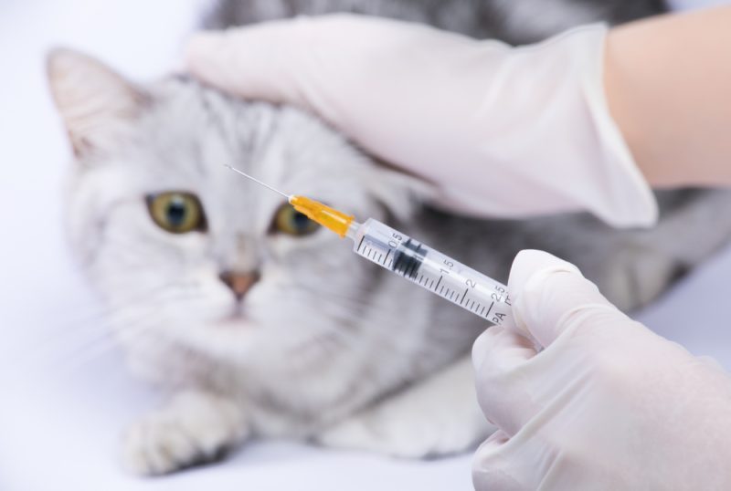 man holding syringe to inject into cat