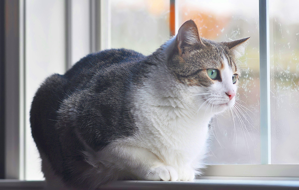 manx cat on the windowsill