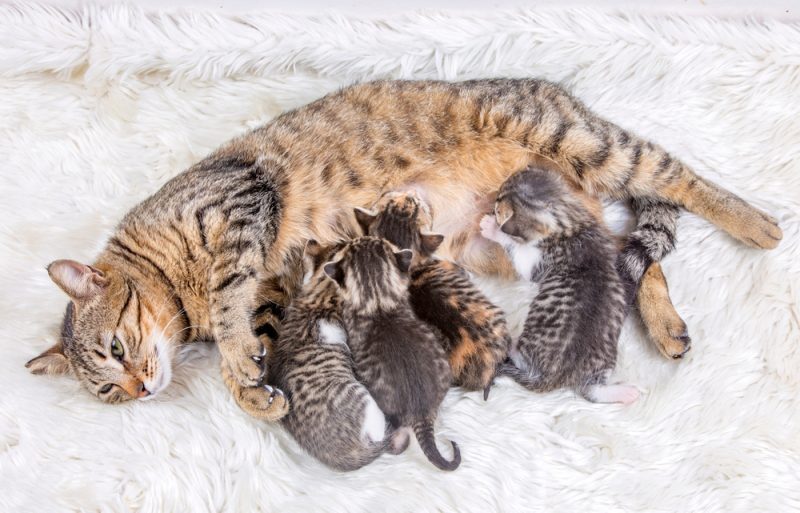 mother-cat-and-her-babies