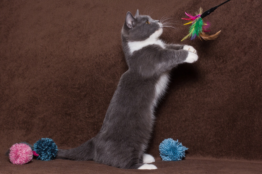 munchkin-cat-playing