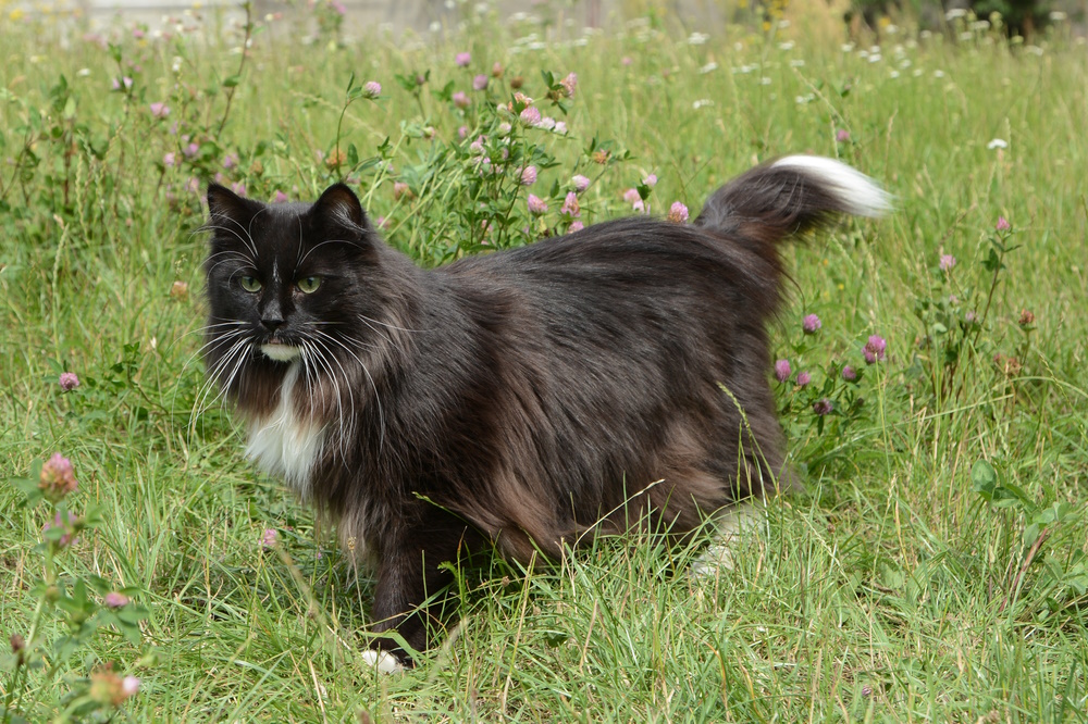 norwegian-forest-cat-in-the-grass