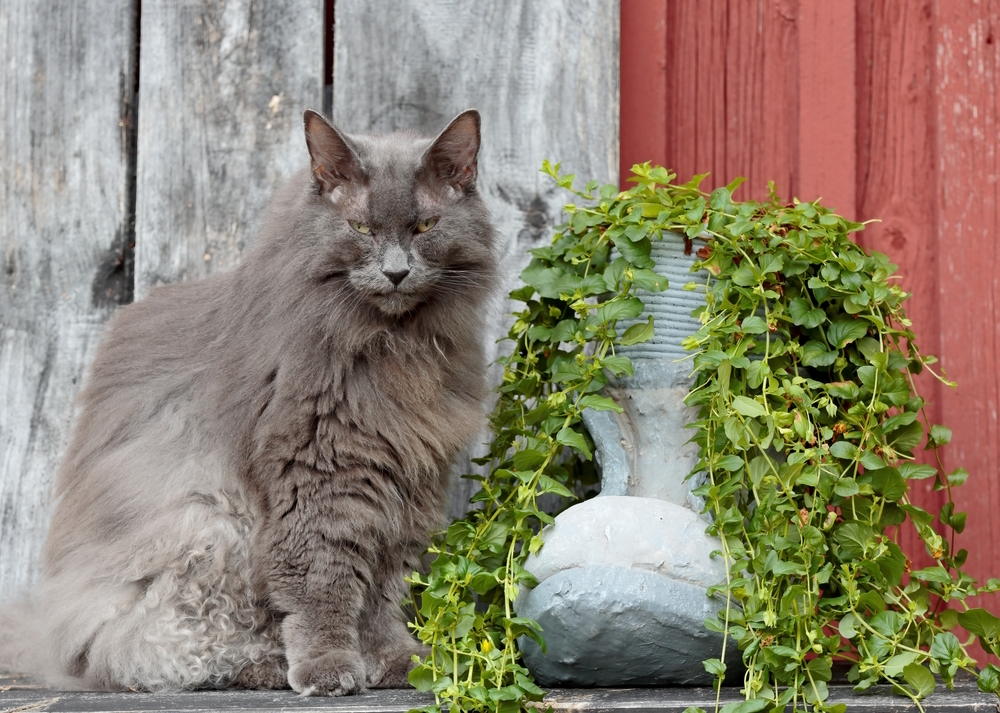 norwegian-forest-cat-sitting-in-the-garden