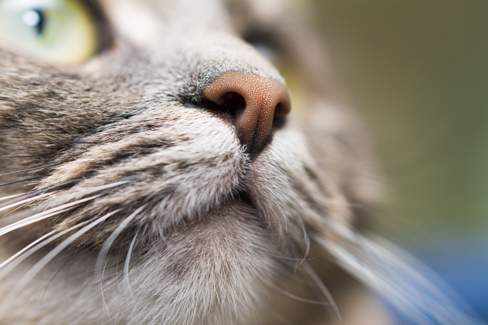 nose and mouth and whisker of a cat close-up
