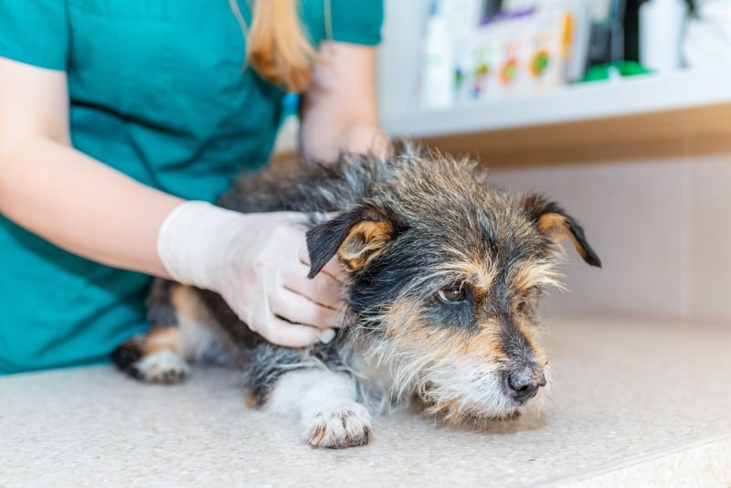 nurse veterianarian caring for the old dog