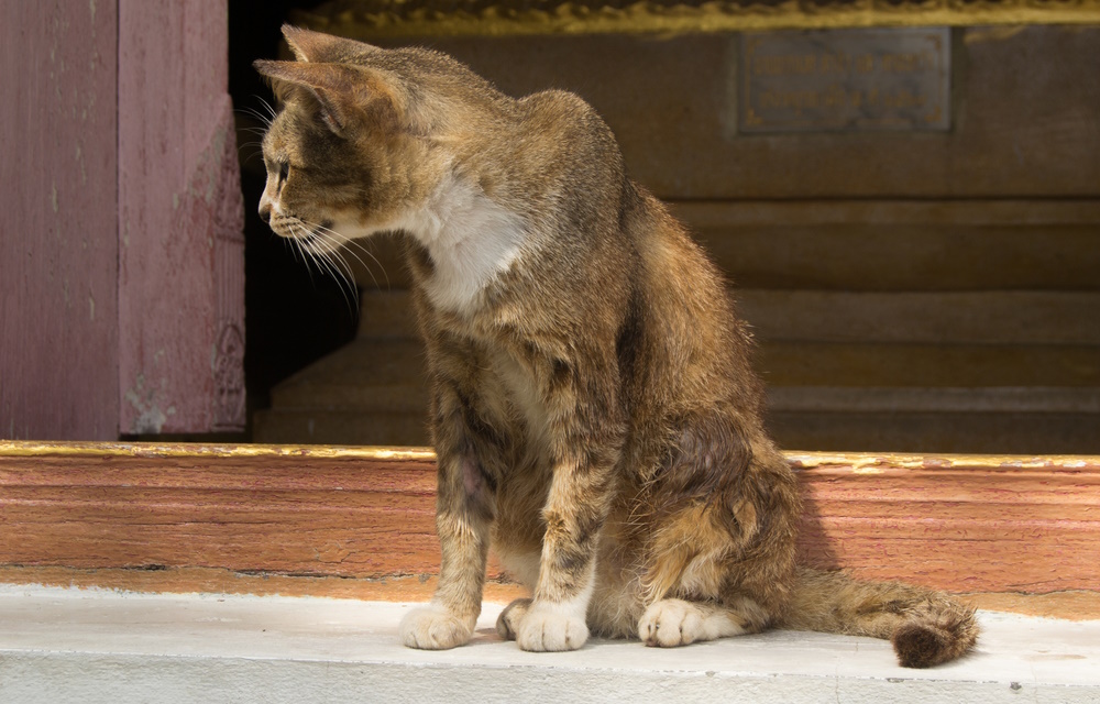 old and sick cat