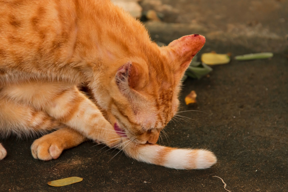 orange-cat-licking-its-tail