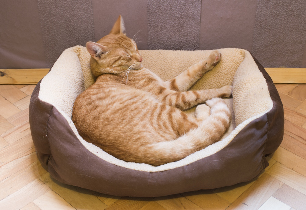 orange-cat-sleeping-in-cat-bed