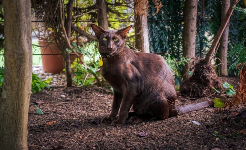 oriental-shorthair-cat-sitting-outdoor