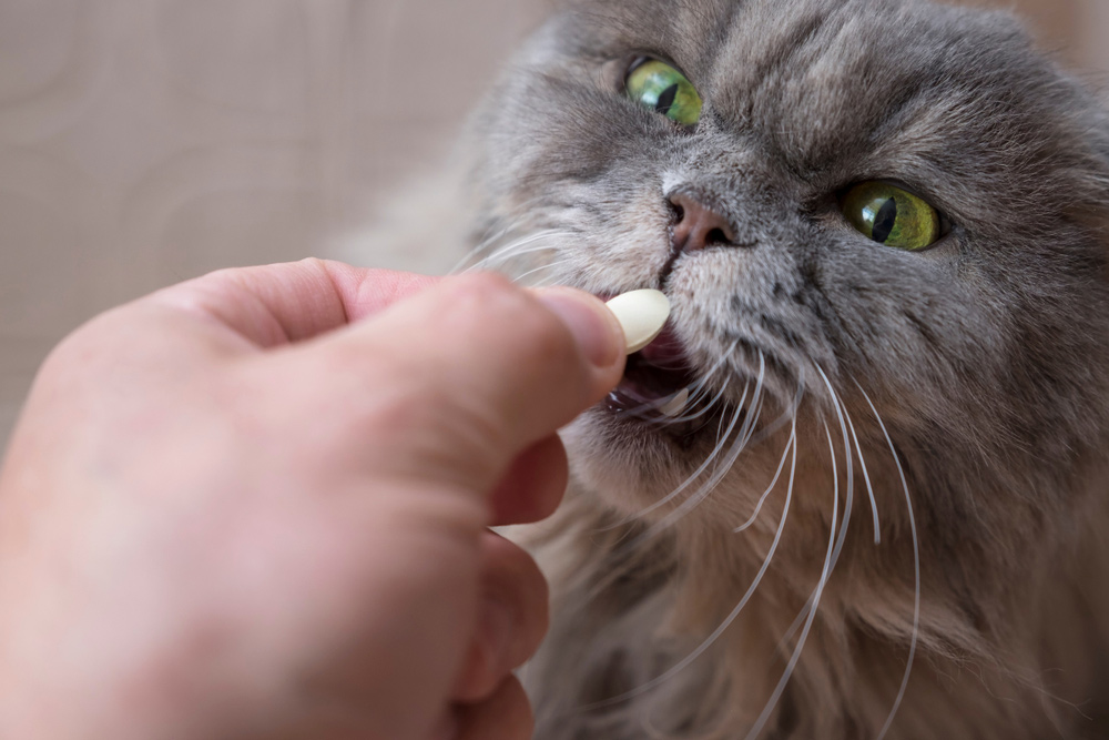 owner giving tablet medicine to cat