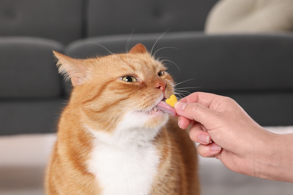 owner-giving-vitamin-to-cat