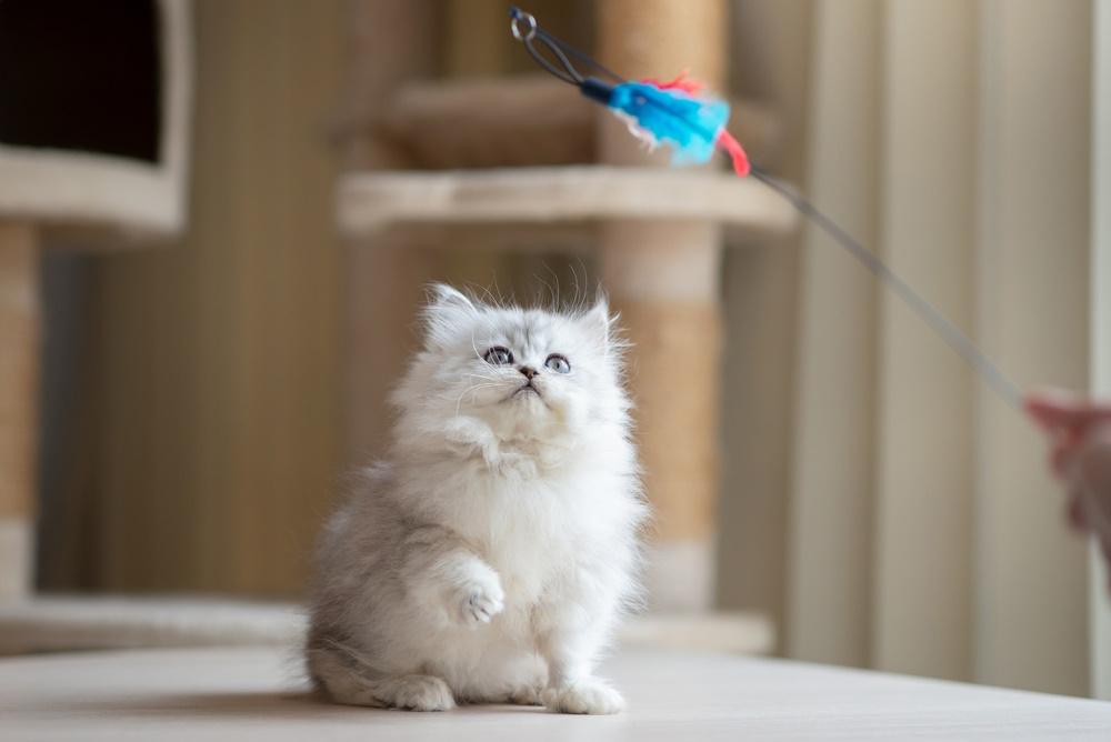 persian-kitten-playing