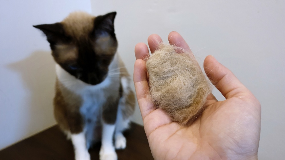 pet hairball on owner hand after combing the cat