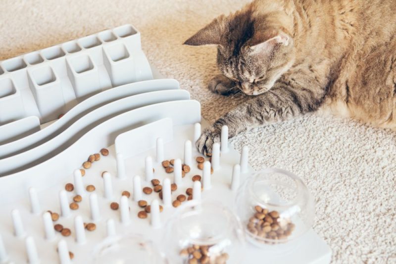 Why Does My Cat Throw Up After Eating? 8 Likely Reasons & Solutions Catster
