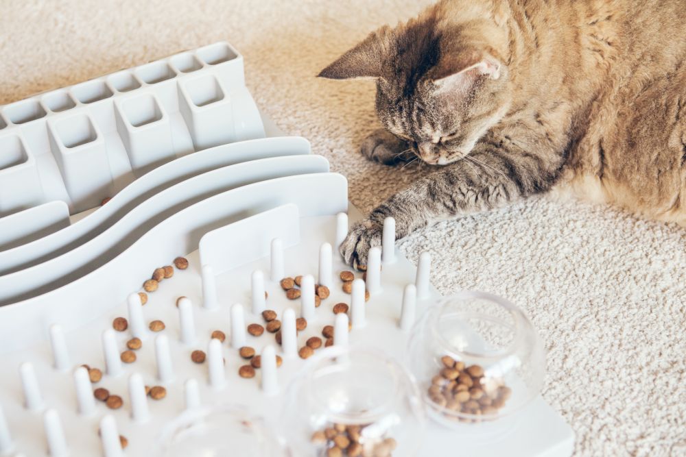 playful cat is touching and punching food with a slow feeder toy