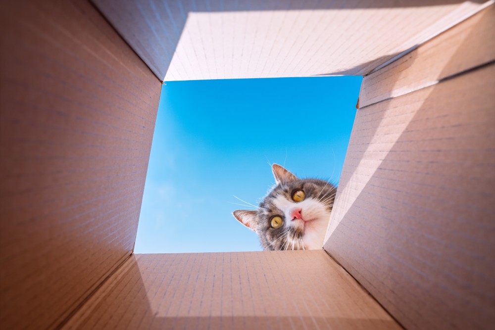 playful tabby cat looking in cardboard box