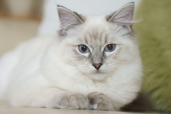 Самые красивые породы кошек