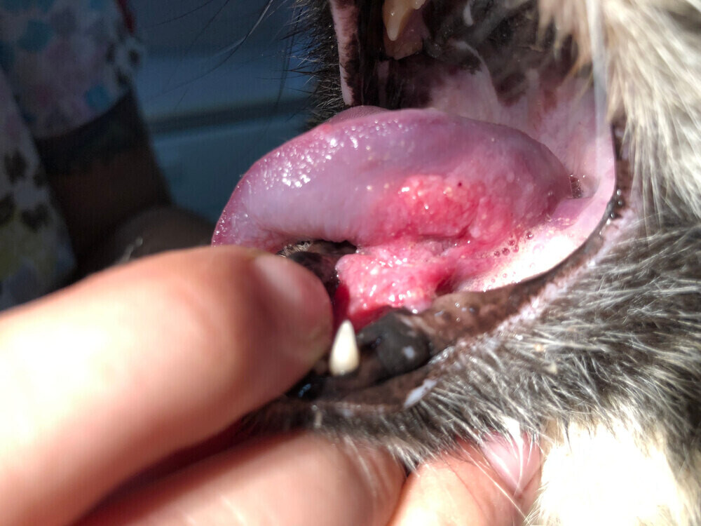 Feline sublingual squamous cell carcinoma