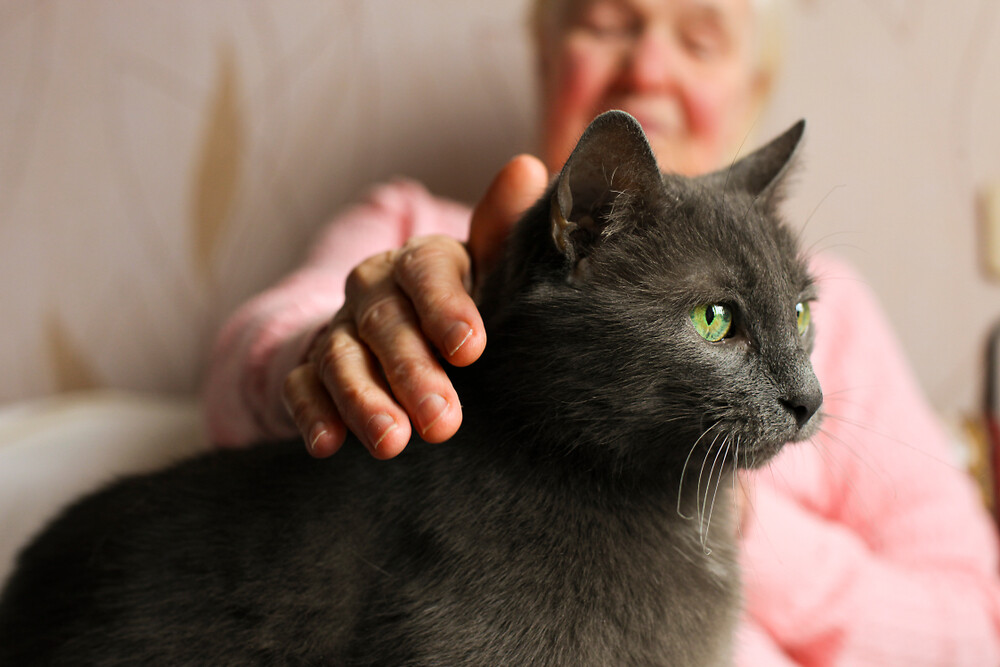 Big old cat sitting on elderly woman's lap