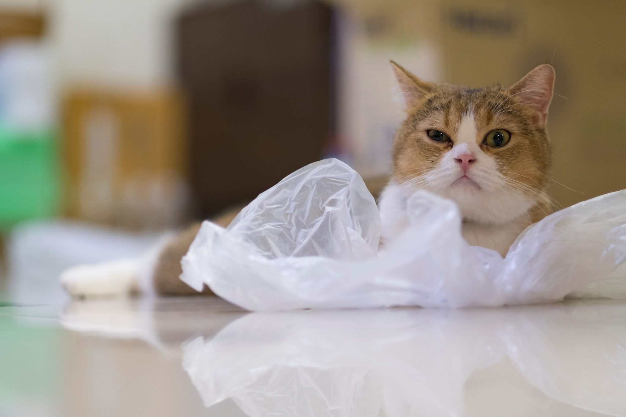 Orange British Shorthair Cat sitting on a plastic bag
