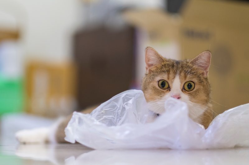 British Shorthair Cat sitting on a plastic bag