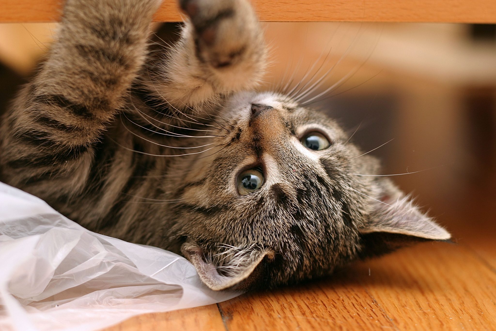 Kitten At Play with plastic bag