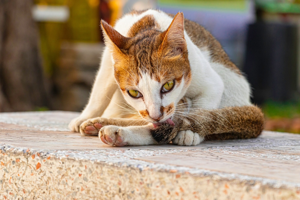stray-cat-licking-its-tail