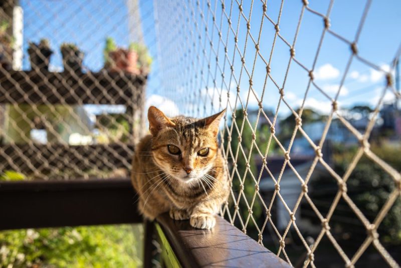 striped cat sitting on a balcony with net protection