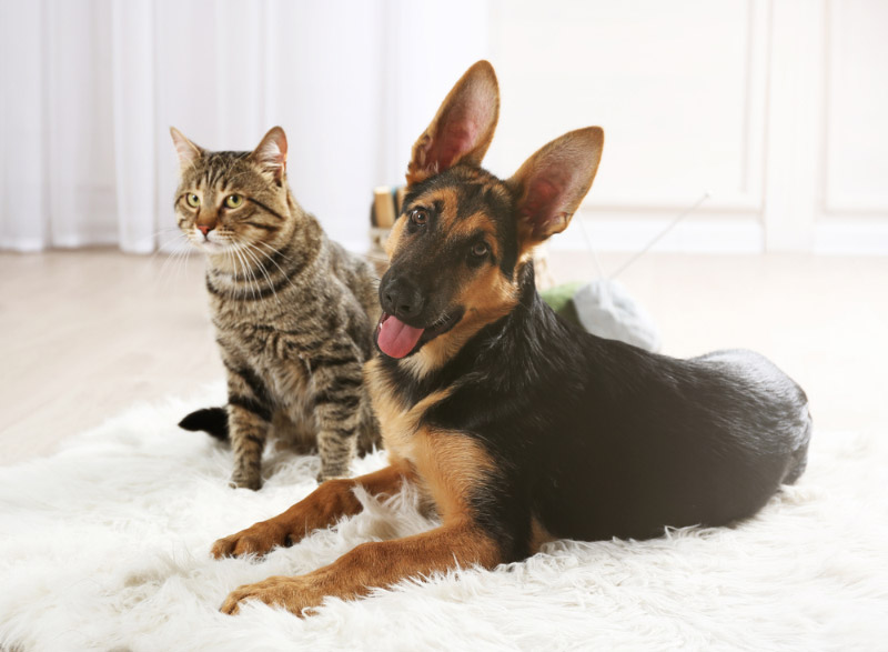 tabby cat and a puppy on the carpet at home