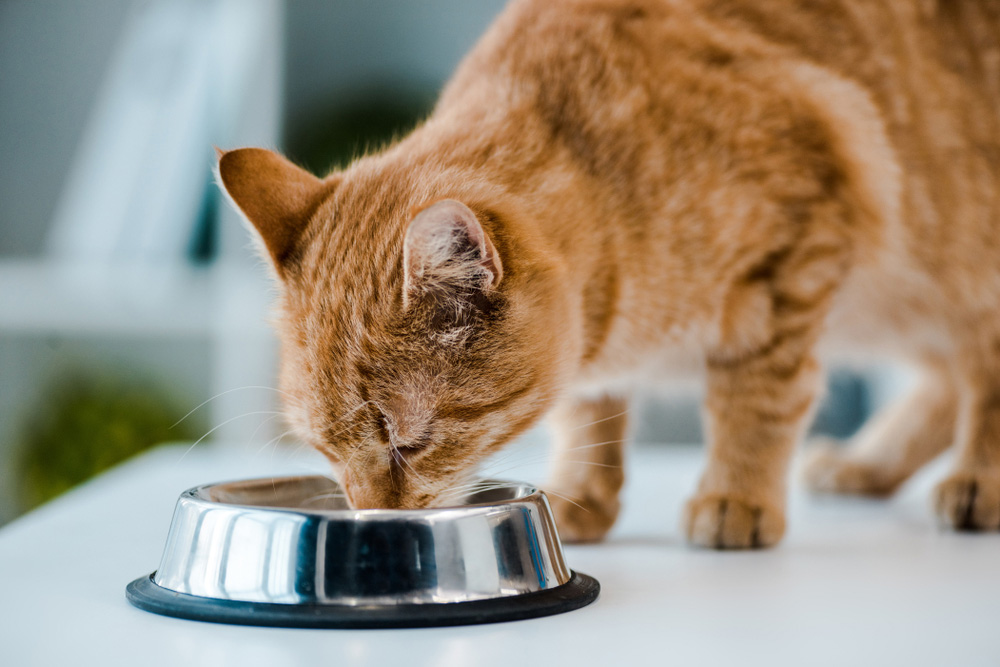 tabby cat eating from metal bowl