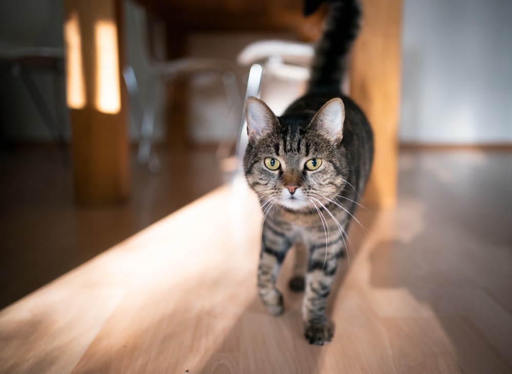 tabby cat indoors walking looking at camera