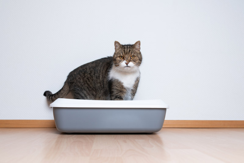 tabby cat using a litter box