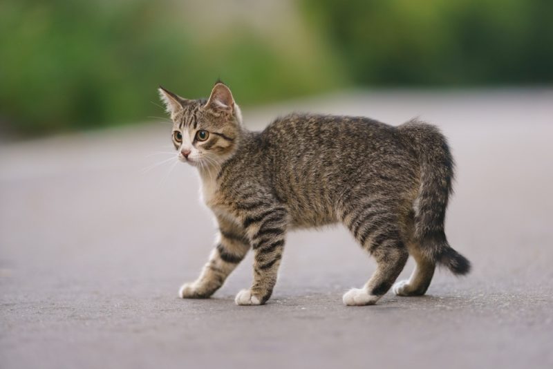 tabby-cat-with-broken-tail