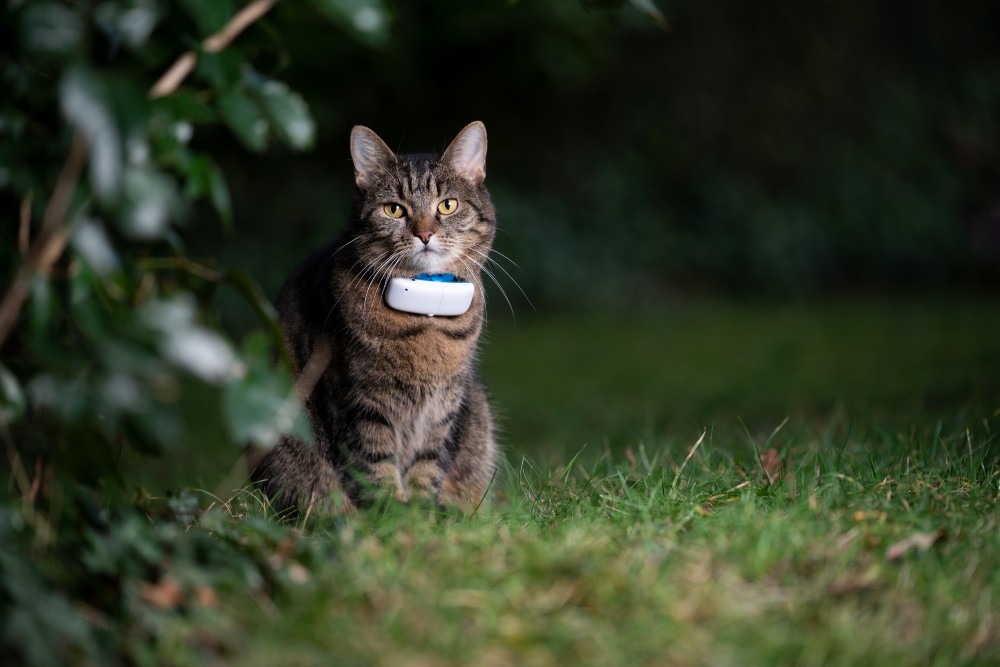 tabby domestic shorthair cat outdoors in nature wearing gps tracker collar