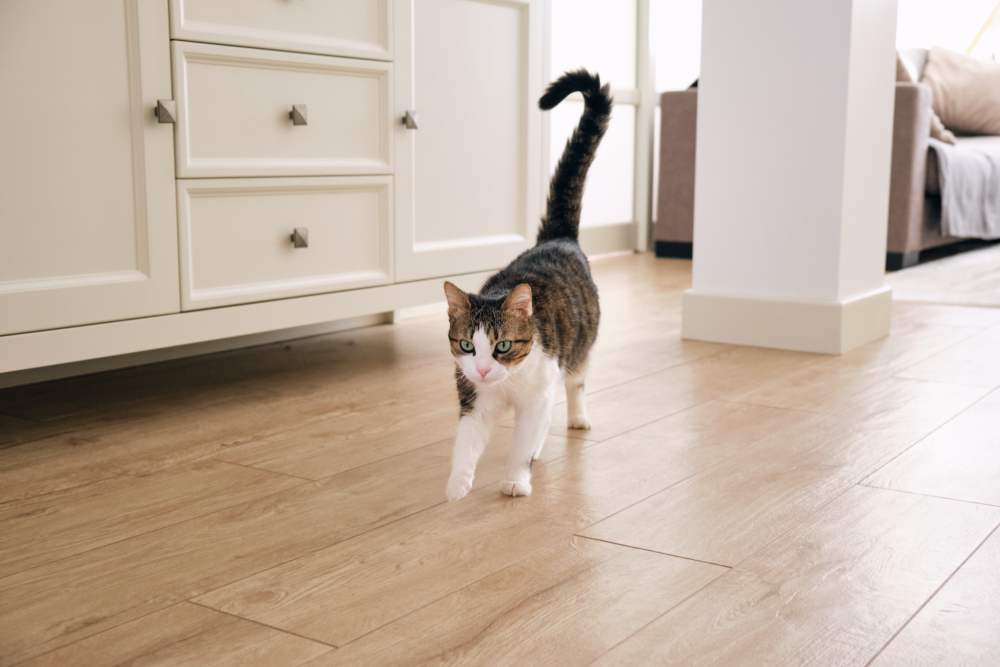 the cat walking or runs with its tail raised in the room