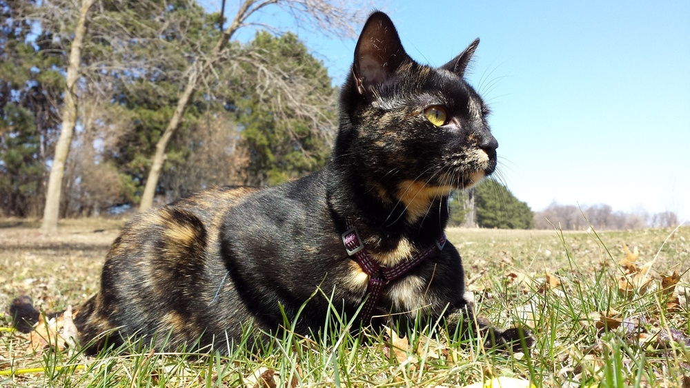 tortoiseshell-cat-in-the-grass
