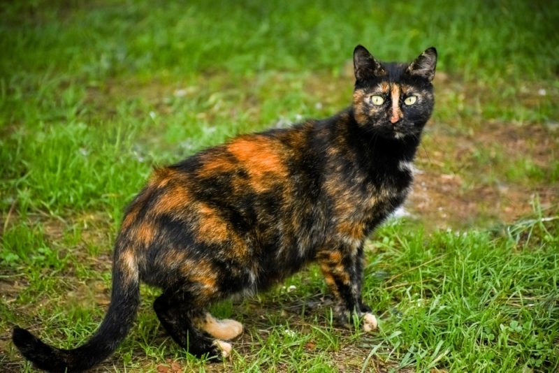 tortoiseshell-cat-on-the-grass