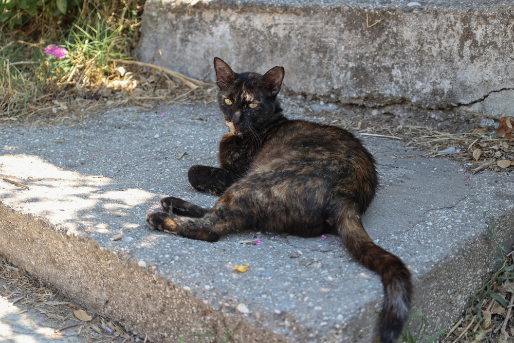 tortoiseshell-cat-resting-on-concrete