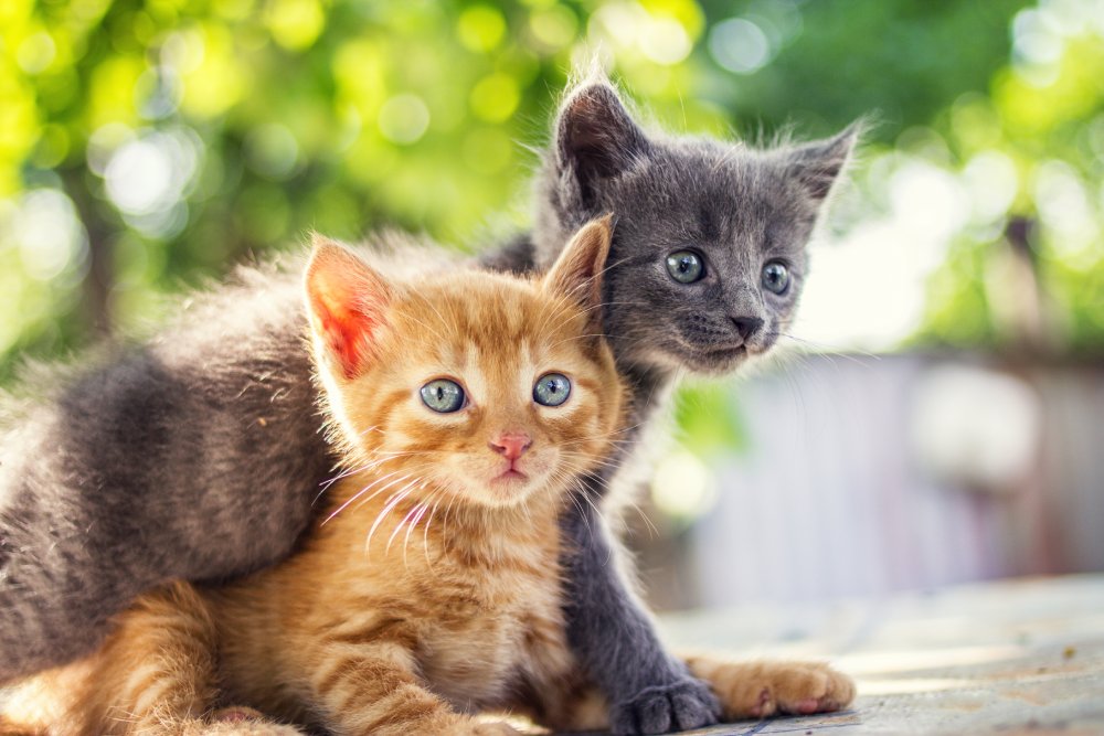 two kittens playing together outdoors
