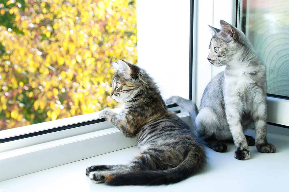 two kittens sitting beside an open window