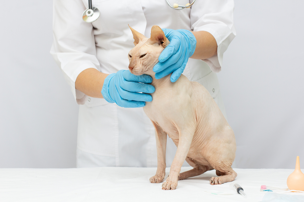 vet checking a sphynx cat at the clinic